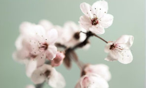 Öffnungszeiten während den Feiertagen